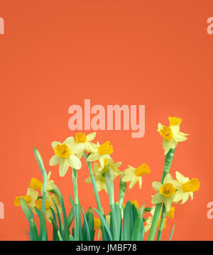 Bunch of yellow daffodil flowers on red background with free space for text Stock Photo