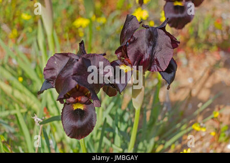 Spring flowering dark Violet Iris. Stock Photo