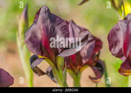 Spring flowering dark Violet Iris. Stock Photo