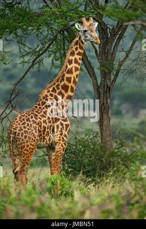 Giraffe - Giraffa, Tsavo, Kenya safari Stock Photo