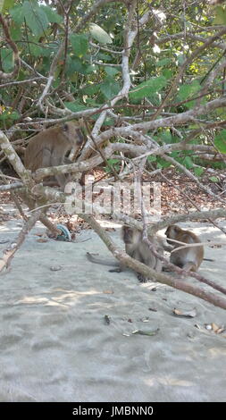 Crab eating Macaques grooming Stock Photo