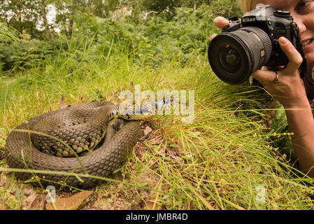 A photographer takes photos of a barred grass snake (Natrix helvetica) one of Britain's 3 snake species. Stock Photo