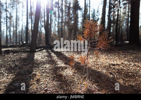 A small pine tree that was killed by the heat of a forest fire stands with red needles back lit by afternoon sunshine through the burnt trees around i Stock Photo
