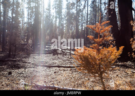 A small fur tree that was killed by the heat of a forest fire stands with red needles back lit by afternoon sunshine through the burnt trees around it Stock Photo
