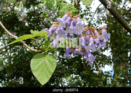 Paulownia tomentosa Stock Photo