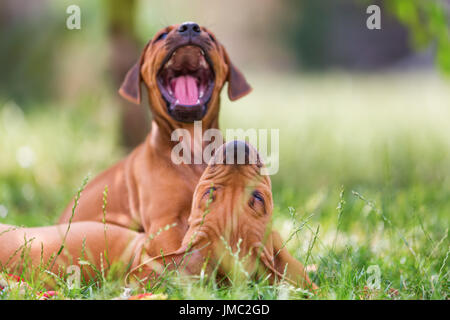 cute rhodesian ridgeback puppies playing on the meadow Stock Photo