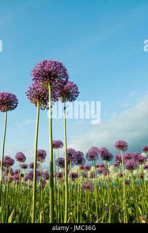 Allium Flowers in Field Vertical Stock Photo