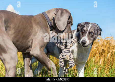 Great dane hot sale australian shepherd