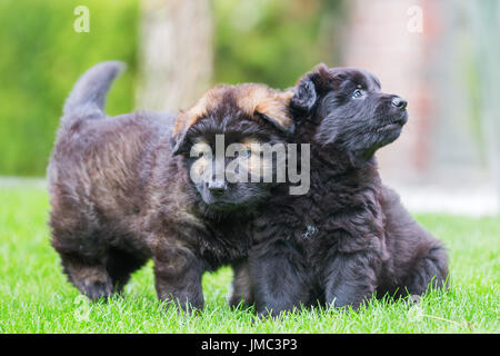 portrait of two old german shepherd puppies on the lawn Stock Photo