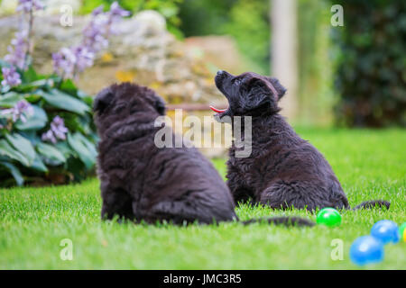 portrait of two old german shepherd puppies on the lawn Stock Photo