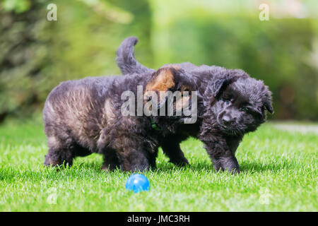 two old german shepherd puppies playing on the lawn Stock Photo
