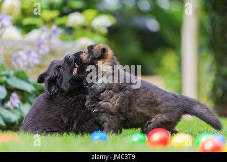 two old german shepherd puppies scuffle on the lawn Stock Photo