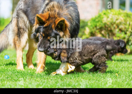 adult old german shepherd dog and puppy playing together on the lawn Stock Photo