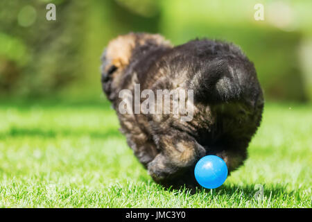picture with small depth of field of the backside of a cute old german shepherd puppy who runs on the lawn Stock Photo