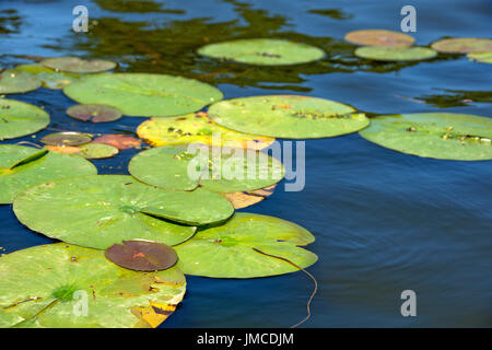 Large water lily pads floating in a tropical house pond Stock Photo ...