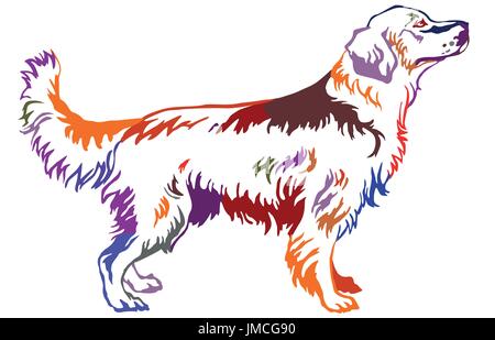 Decorative contour portrait of standing in profile dog golden retriever, colorful vector isolated illustration on white background Stock Vector