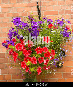 Mass of vivid flowering annuals inc. red and purple petunias and light blue lobelia flowers in hanging basket against brick wall Stock Photo
