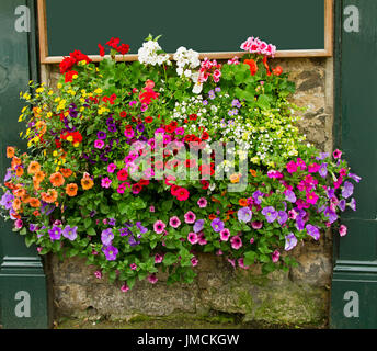 Mass of vivid flowers inc. orange, red, purple, pink calibrachoas and petunias, yellow daisies, & red geraniums, in hanging basket against stone wall Stock Photo