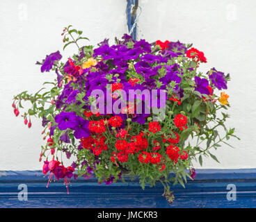 Mass of vivid flowers, including red verbena, bright purple petunias, and red fuchsias, in hanging basket against white wall Stock Photo