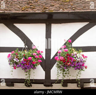 Mass of colourful flowering plants, inc. pink geraniums, white petunias, and red and purple calibrachoas  in two hanging baskets against white wall Stock Photo