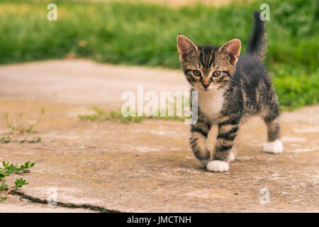 Horizontal photo of single kitten. The cat has nice dark tabby fur with white chest and paws. The baby animal walks on concrete in the garden with gra Stock Photo