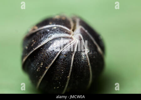 Armadillidiidae Stock Photo