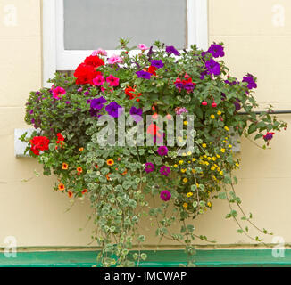 Flowering plants, purple & red petunias, yellow daisies, orange calibrachoas, red fuchsias & geraniums, variegated foliage in window box by cream wall Stock Photo