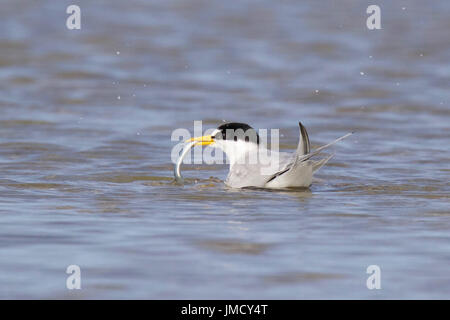 A least tern Sterna antillarum catching a sand eel Stock Photo