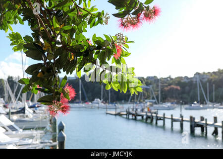 Pohutukawa tree and flowers at Doves Bay boat Marina, Kerikeri, Northland, New Zealand, NZ Stock Photo