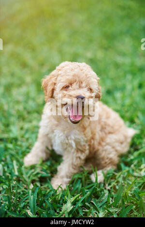 Happy poodle puppy sitting on green grass background Stock Photo