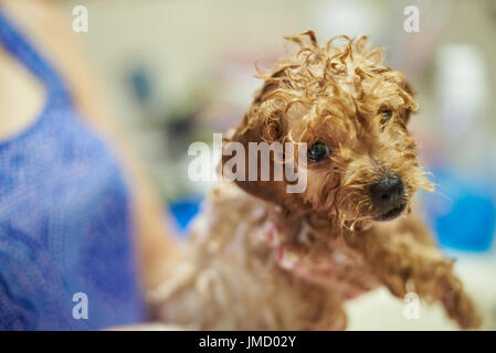Funny wet poodle puppy dog close-up. Dog groomer service theme Stock Photo