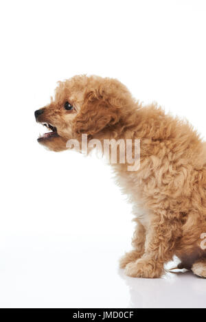 Toy poodle shop barking problems