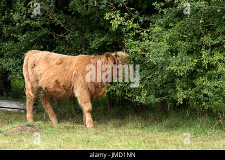 Highland cow eating tree foliage in Norfolk England UK Stock Photo - Alamy
