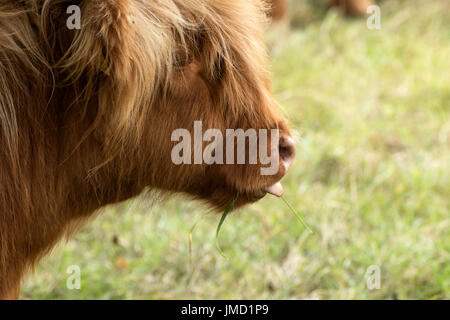 Highland cow sticking out tongue with grass in its mouth Stock Photo