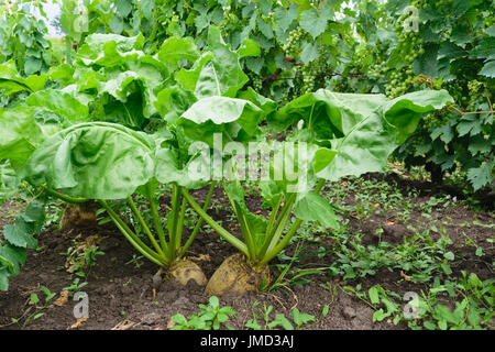 organic unharvested beet plant (Beta vulgaris) in the soil. White sugar beetroot Stock Photo