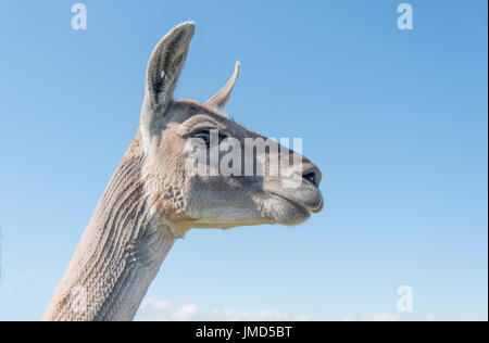 head and neck of a Llama from a low view point Stock Photo