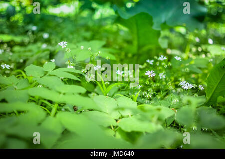 Spring Asperula graveolens white flowers horizontal background Stock Photo