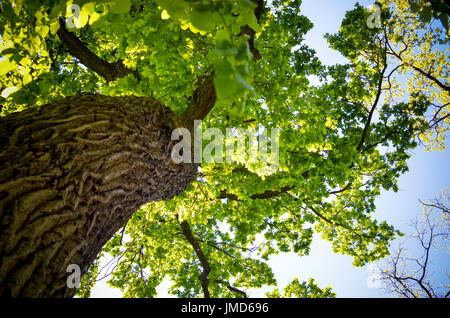 View in a tree crown from below on sunny spring day Stock Photo