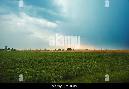 a white beet field with storm clouds in background Stock Photo