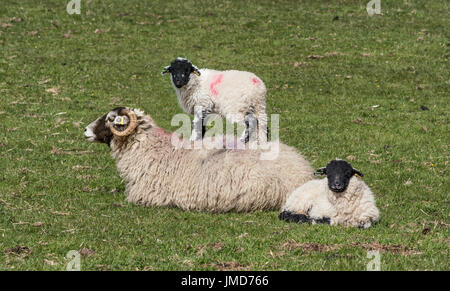 Sheep at Thwaite in Swaledale Stock Photo