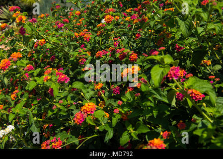 Mediterranean big sage flower and plant. Lantana camara Stock Photo