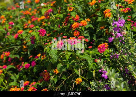 Mediterranean big sage flower and plant. Lantana camara Stock Photo