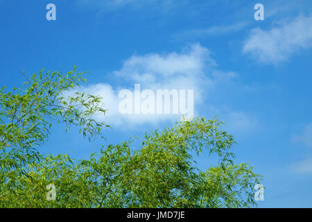 Green bamboo leaves against blue sky Stock Photo