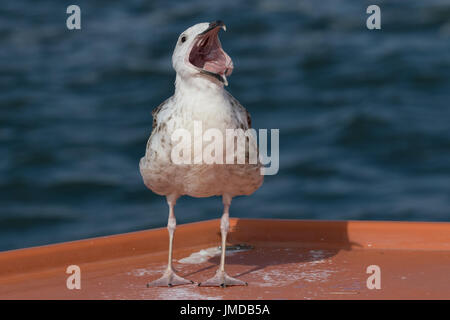 Great Black-backed Gull (juvenile) Stock Photo