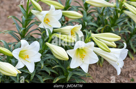 Easter Lilies 'Lilium longiflorum' farming, flowering  Easter Lilies growing on the cool California North Coast. Stock Photo