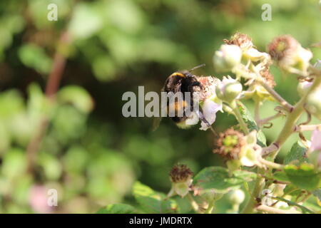 honey bees on blackberry bush blossom Stock Photo
