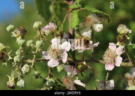 honey bees on blackberry bush blossom Stock Photo