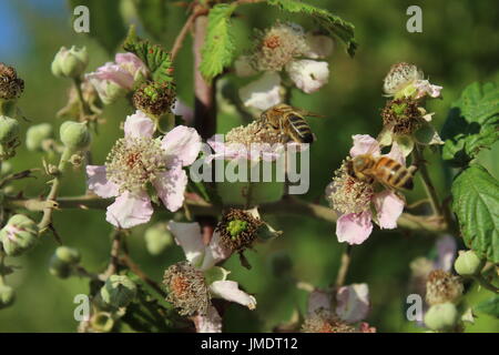 honey bees on blackberry bush blossom Stock Photo