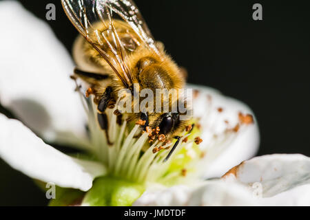 The European bee pollinating a white small flower in the spring meadow. Macro shot with dark blurry background. Stock Photo