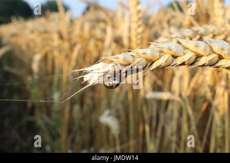 Spider on wheat